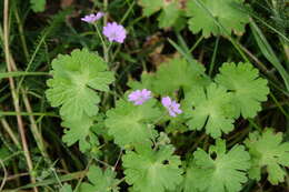 Image of hedgerow geranium