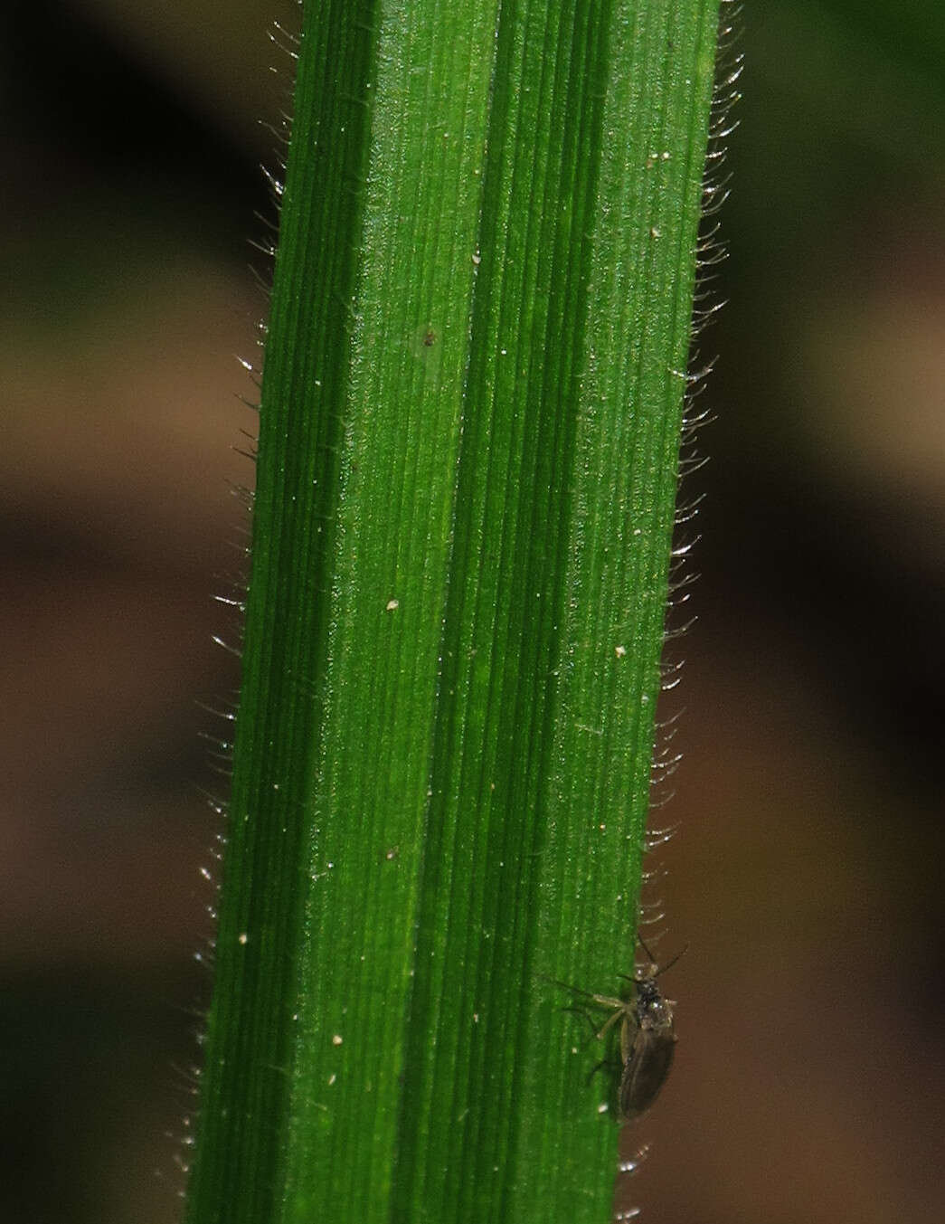 Image of Carex pilosa Scop.