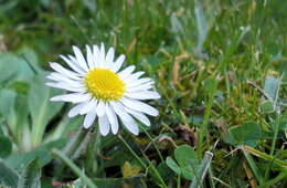 Image of Daisy