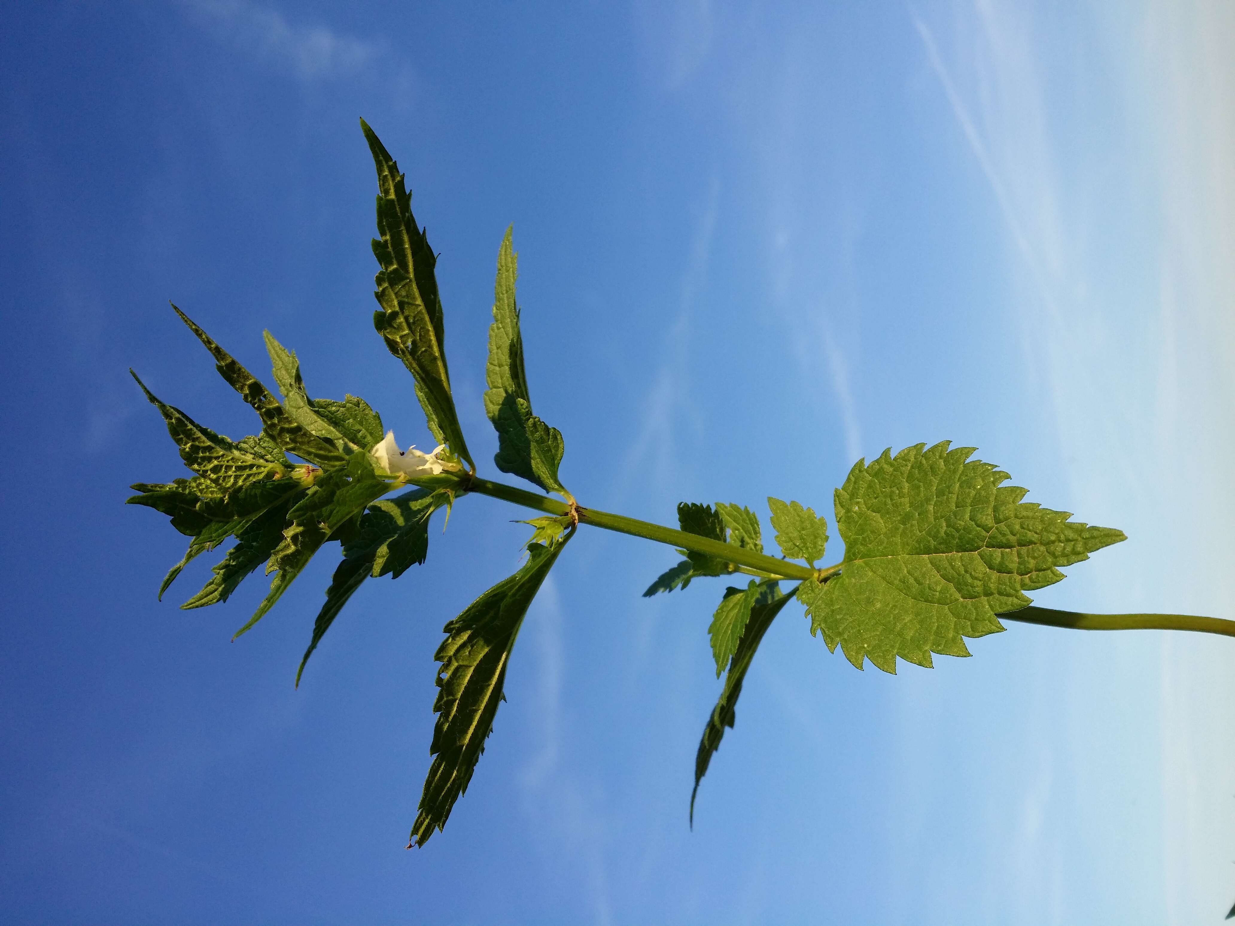 Image of white deadnettle