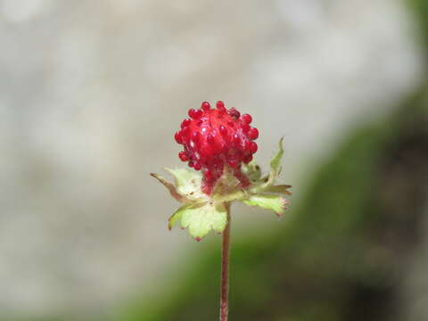 Image of Fragaria nubicola Lindl.