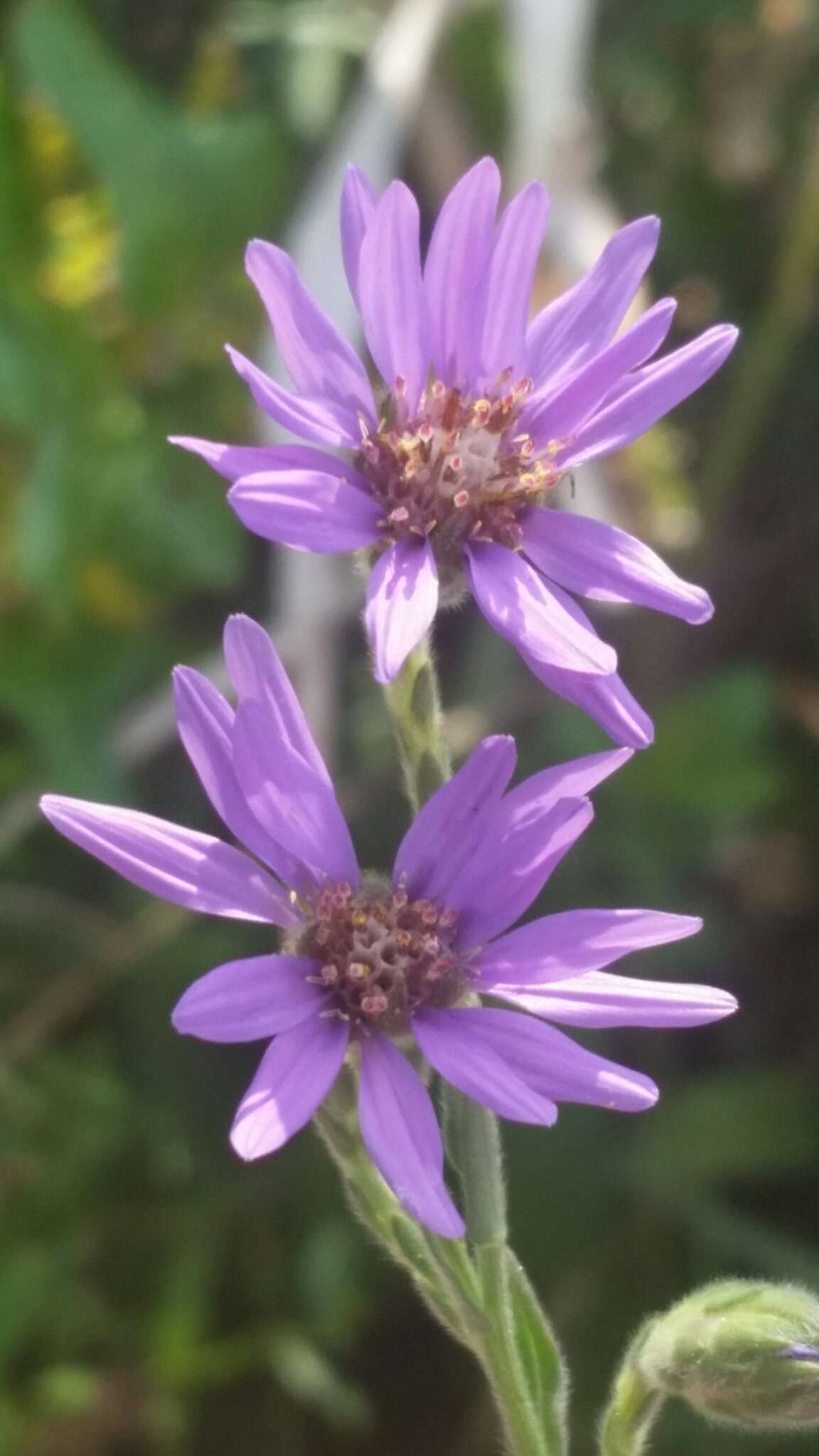 Plancia ëd Symphyotrichum concolor (L.) G. L. Nesom