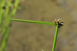 Sivun Schoenoplectiella mucronata (L.) J. Jung & H. K. Choi kuva