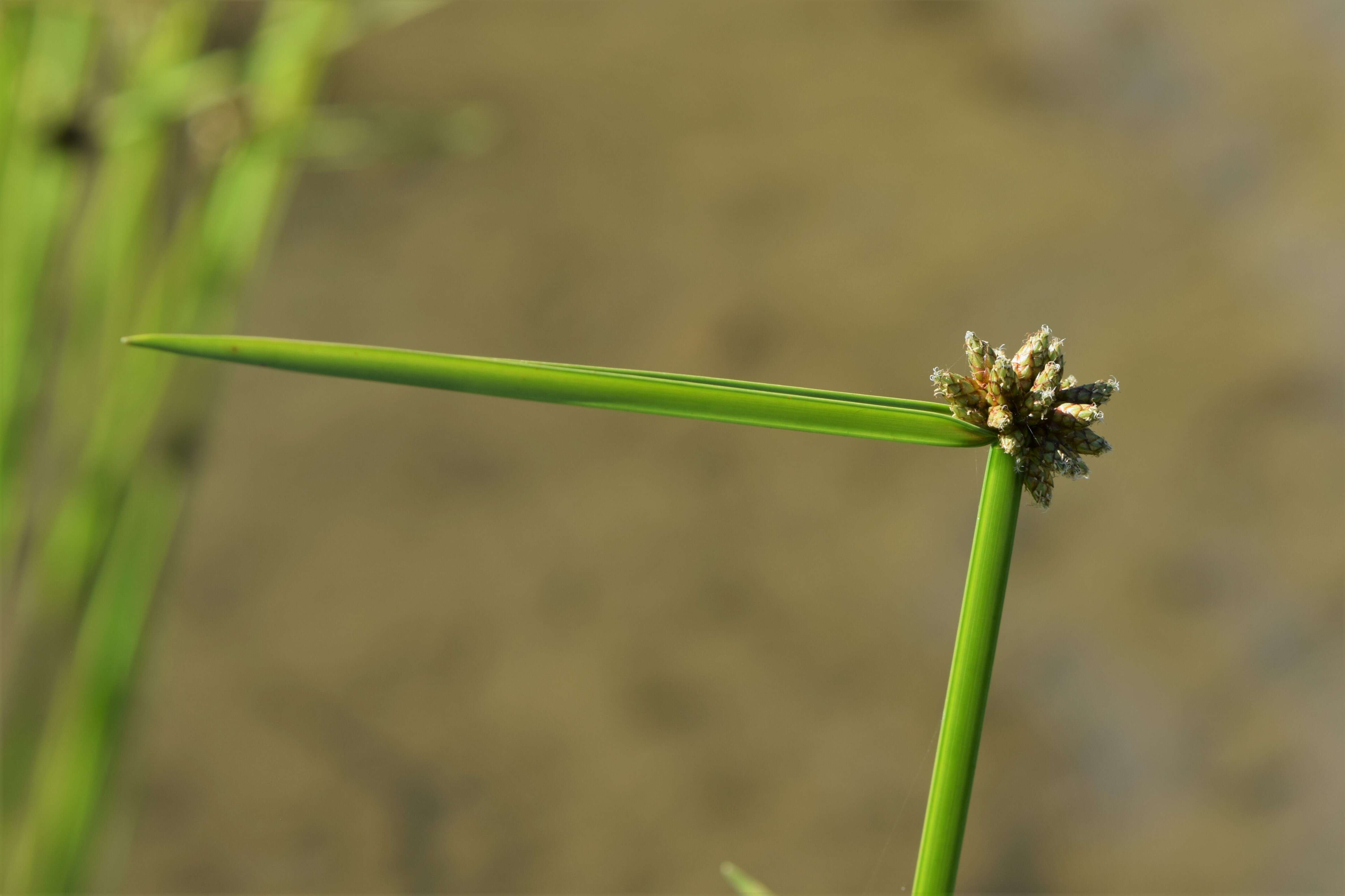 Sivun Schoenoplectiella mucronata (L.) J. Jung & H. K. Choi kuva