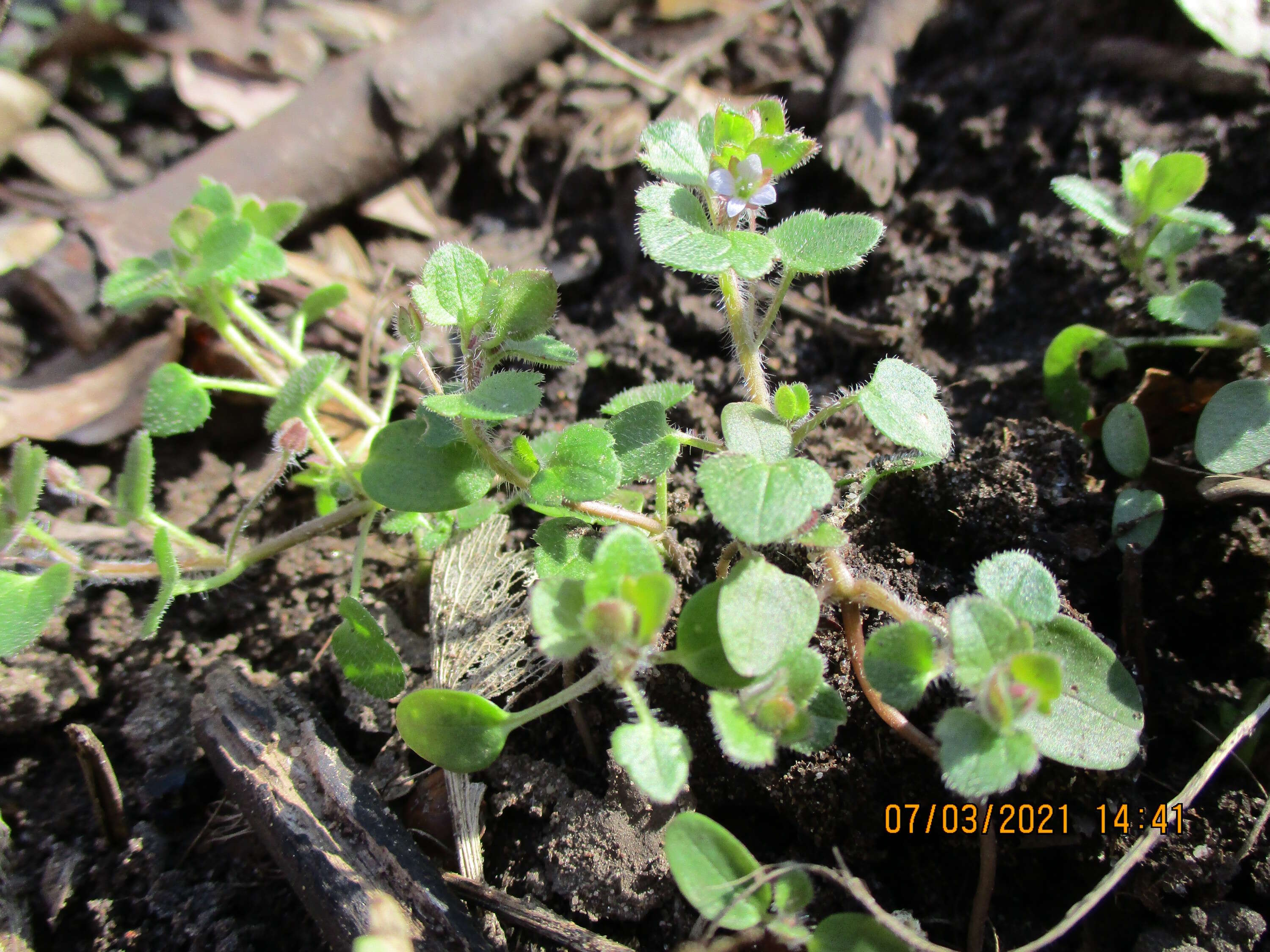 Image of false ivy-leaved speedwell