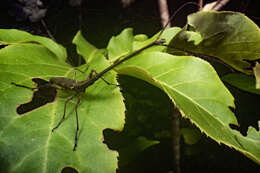 Image of Giraffe weevil