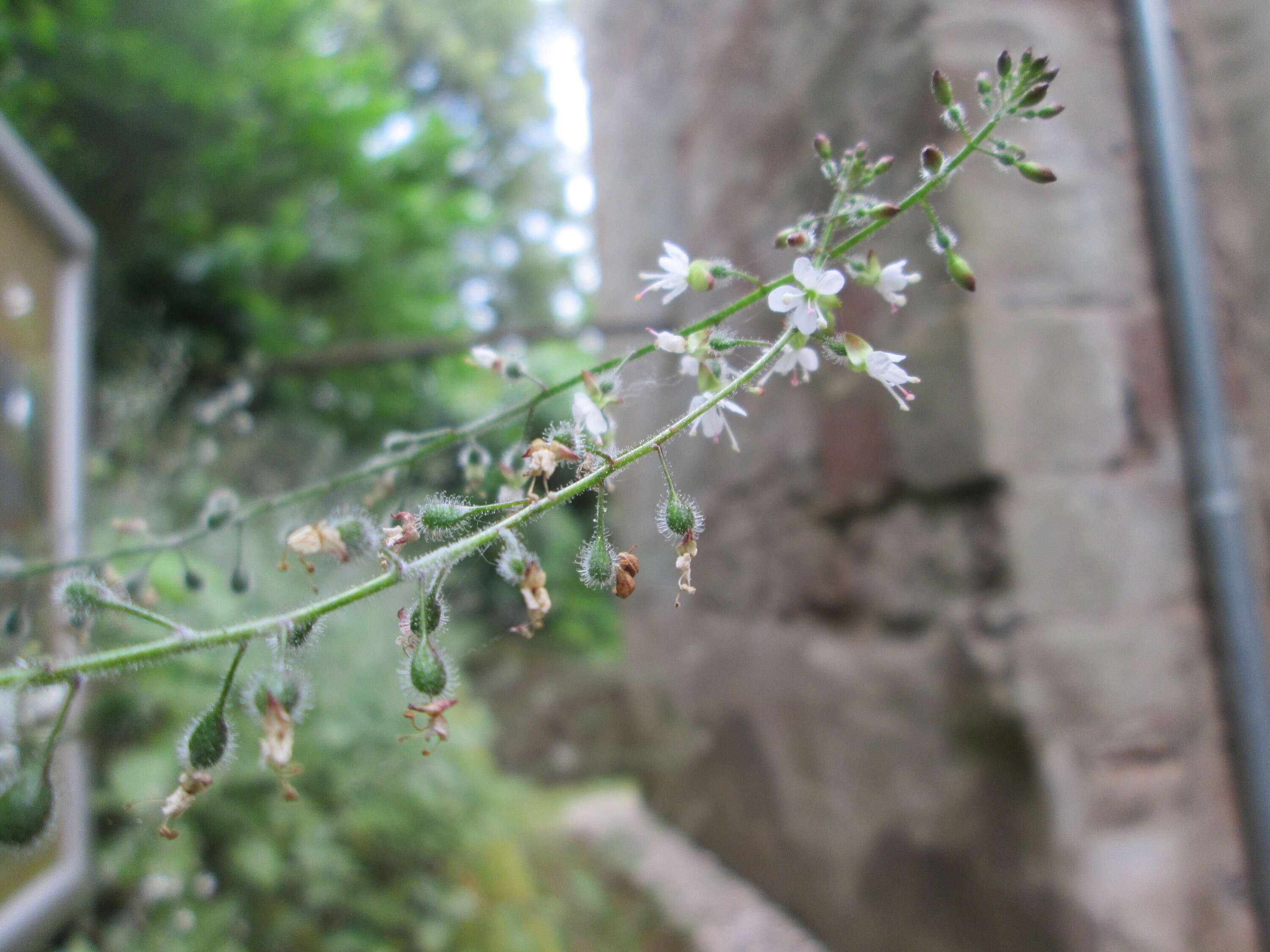 Image of broadleaf enchanter's nightshade