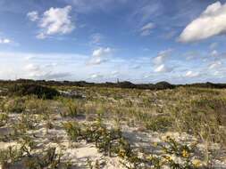 Image of seaside goldenrod