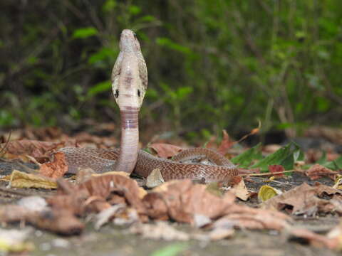 Image of Indian cobra