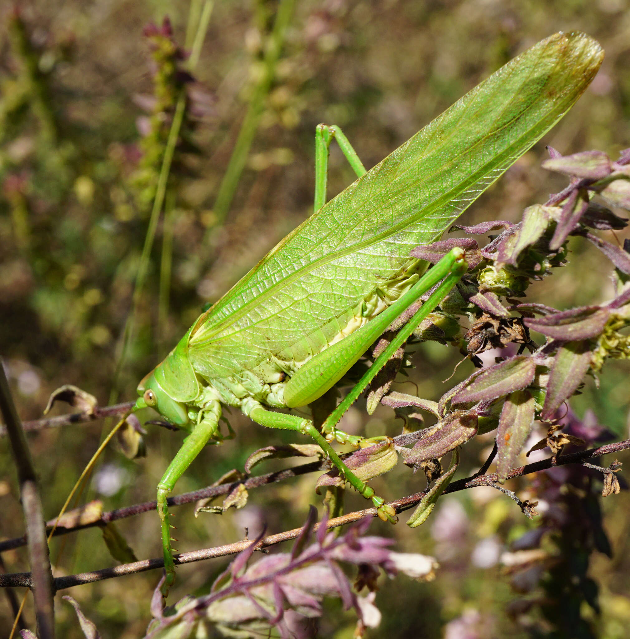 Image of Great green bushcricket