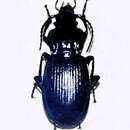 Image of Pterostichus (Oreophilus) morio (Duftschmid 1812)