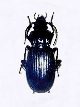 Plancia ëd Pterostichus (Oreophilus) morio (Duftschmid 1812)