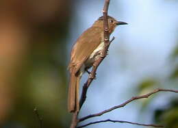 Слика од Hypsipetes philippinus (Forster & JR 1795)