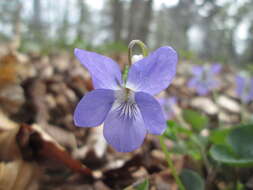 Image of common dog-violet