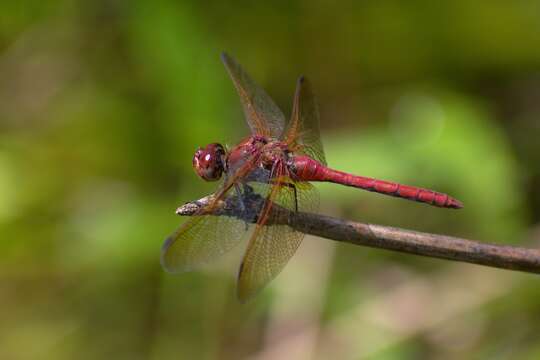 Image of Red-veined Meadowhawk