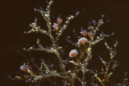 Image of Stick hydroid
