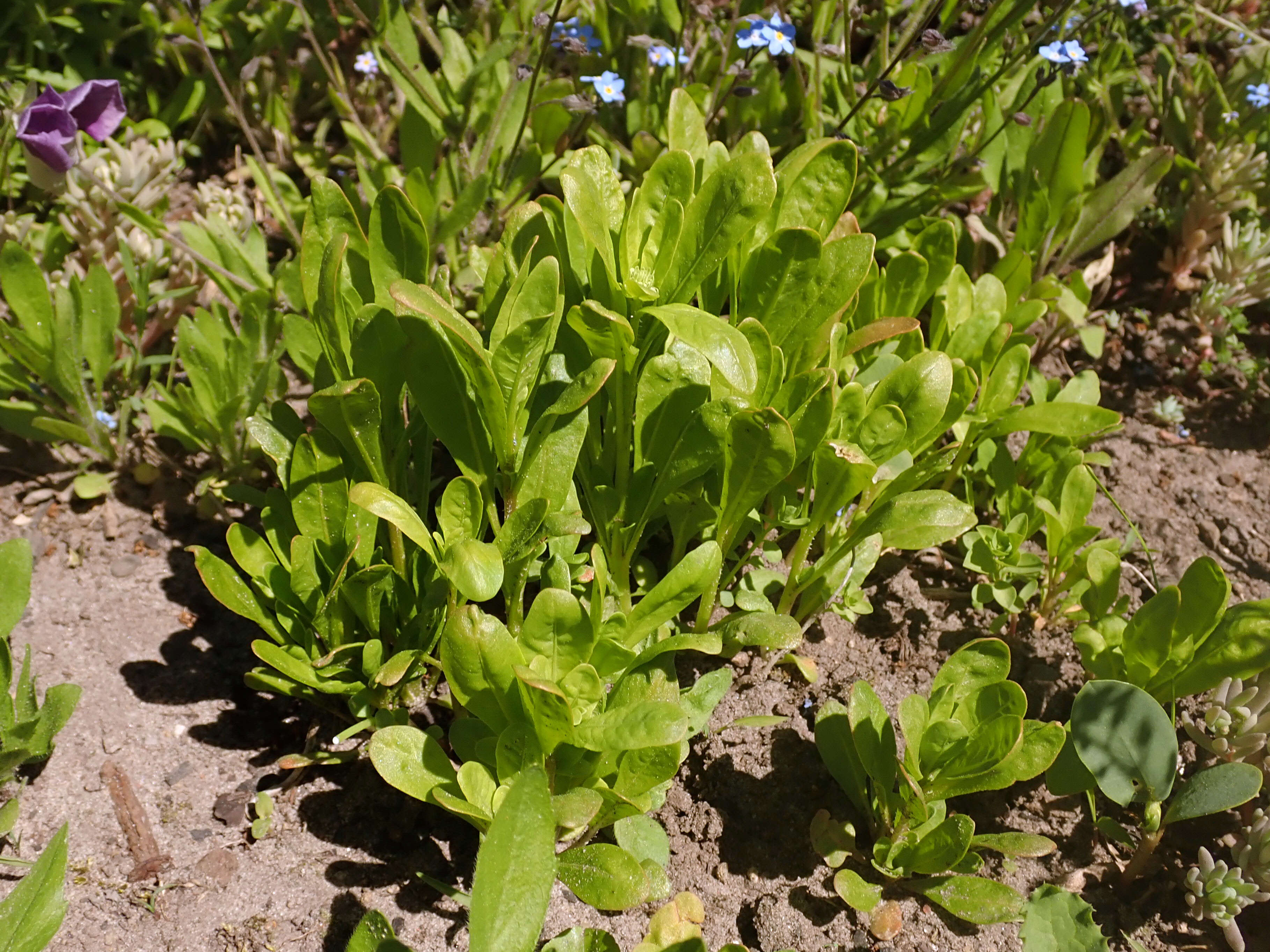 Image of garden mignonette