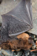 Image of little brown bat