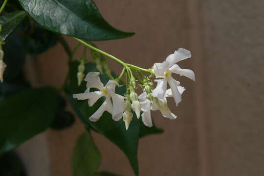 Image of Star-jasmine or Confederate-jasmine