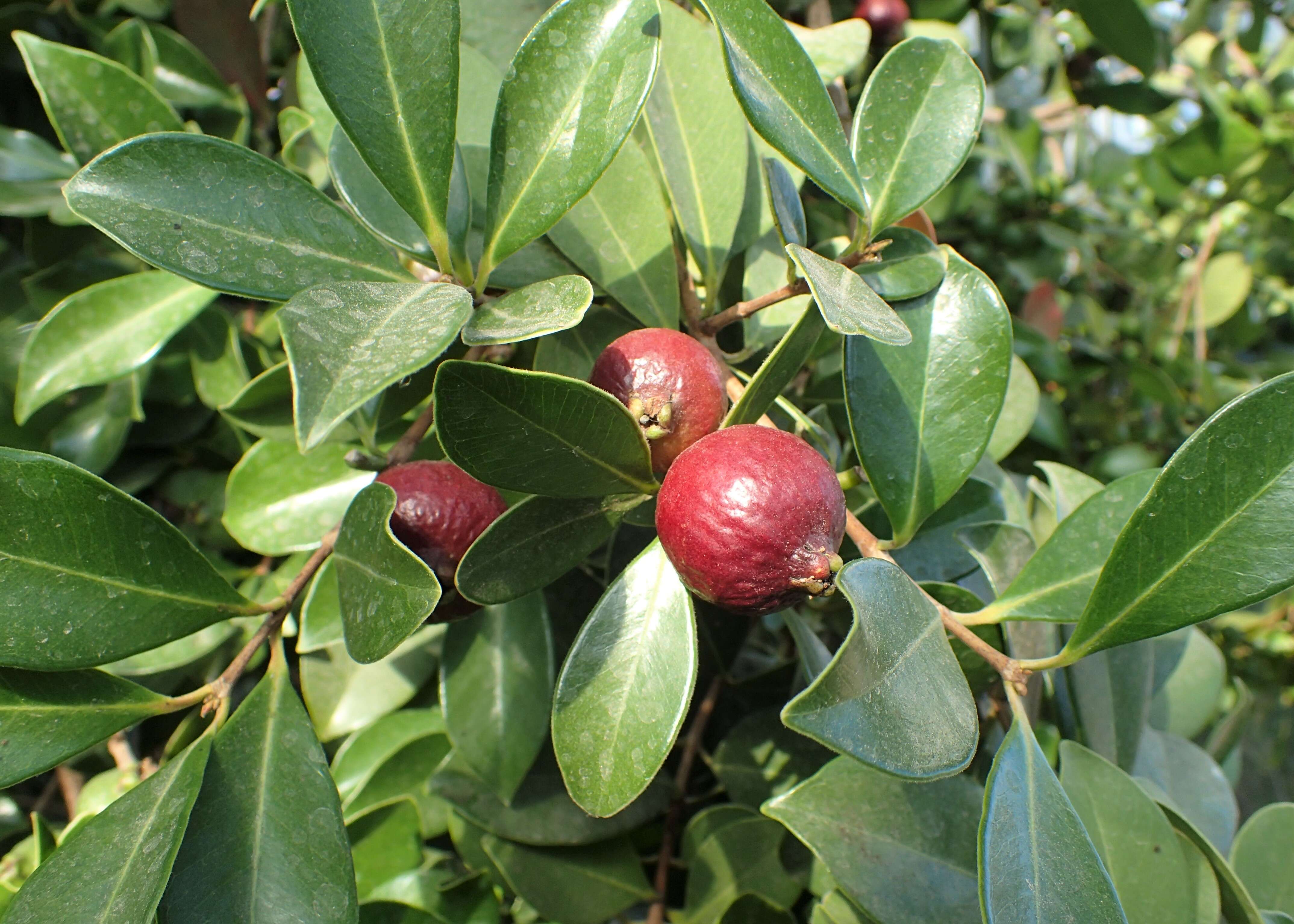 Image of Guinea guava