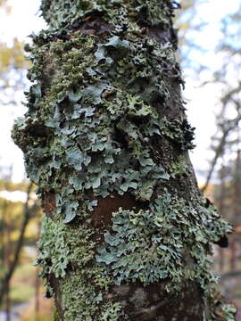 Image of Hammered shield lichen