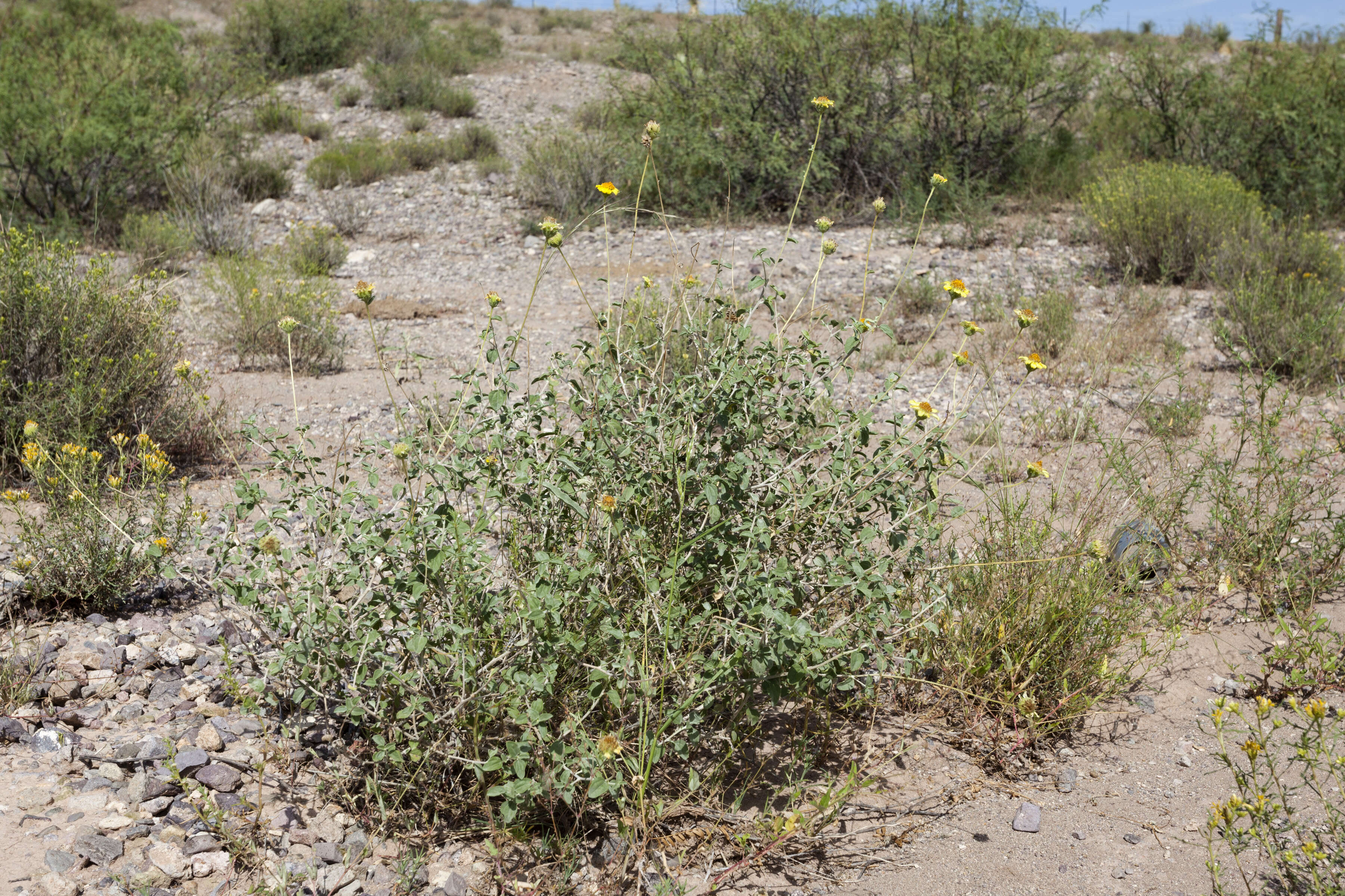 Image of Virgin River brittlebush