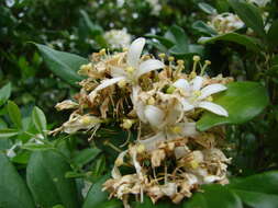 Image of orange jasmine