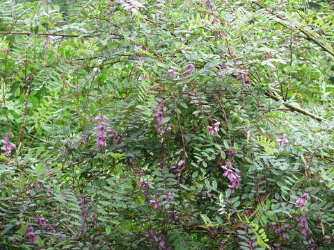 Sivun Indigofera pendula Franch. kuva