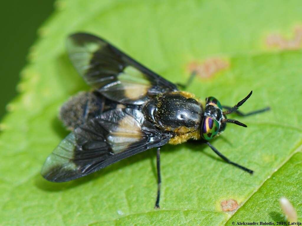 Image of Chrysops caecutiens (Linnaeus 1758)