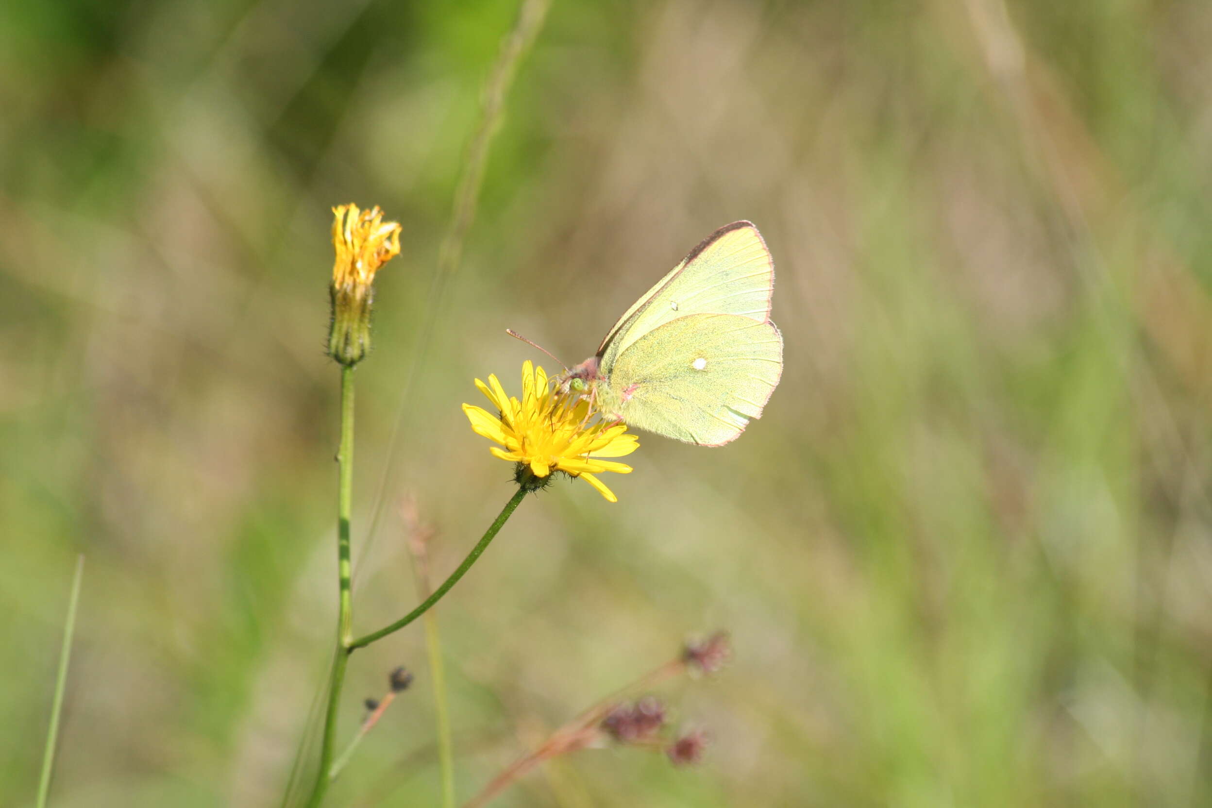 Image of Palaeno Sulphur