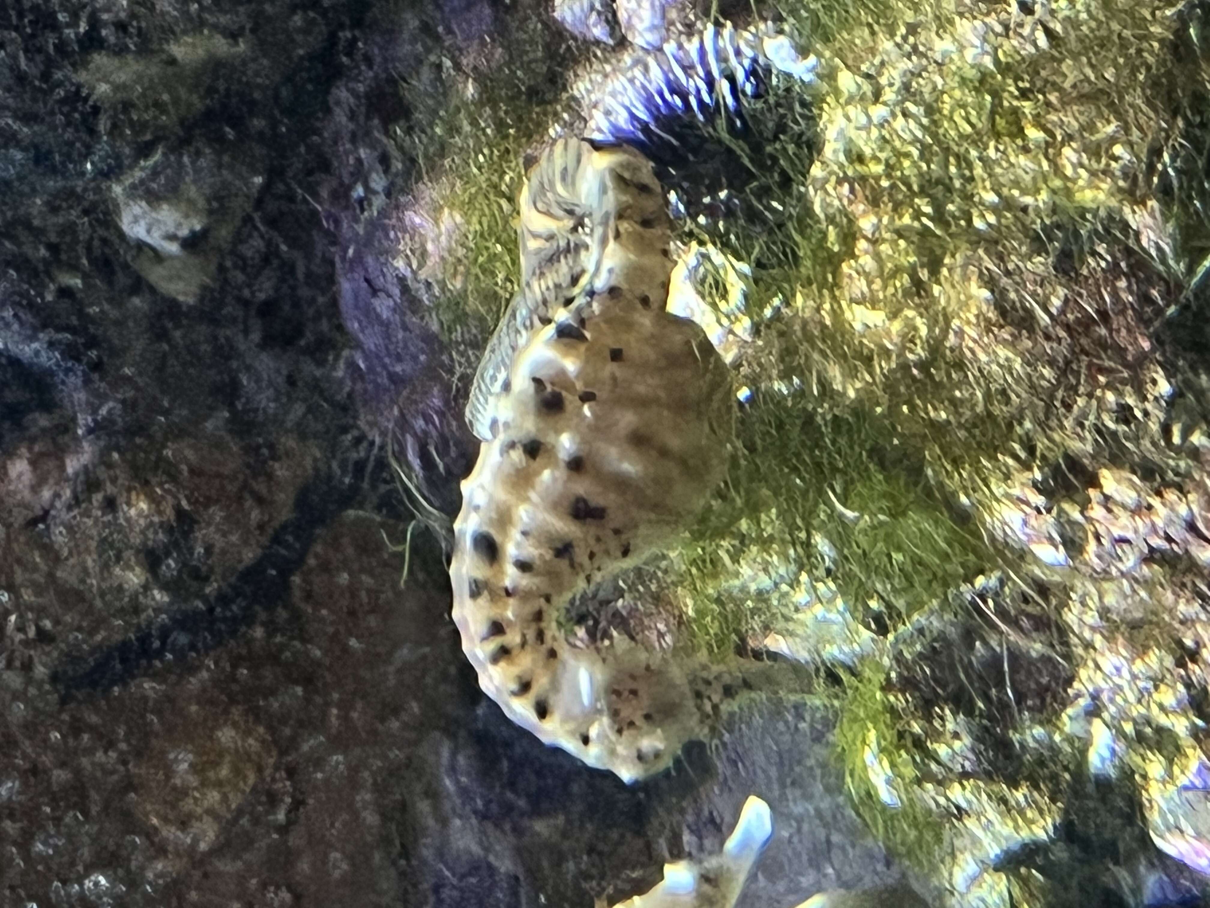 Image of Big-belly Seahorse