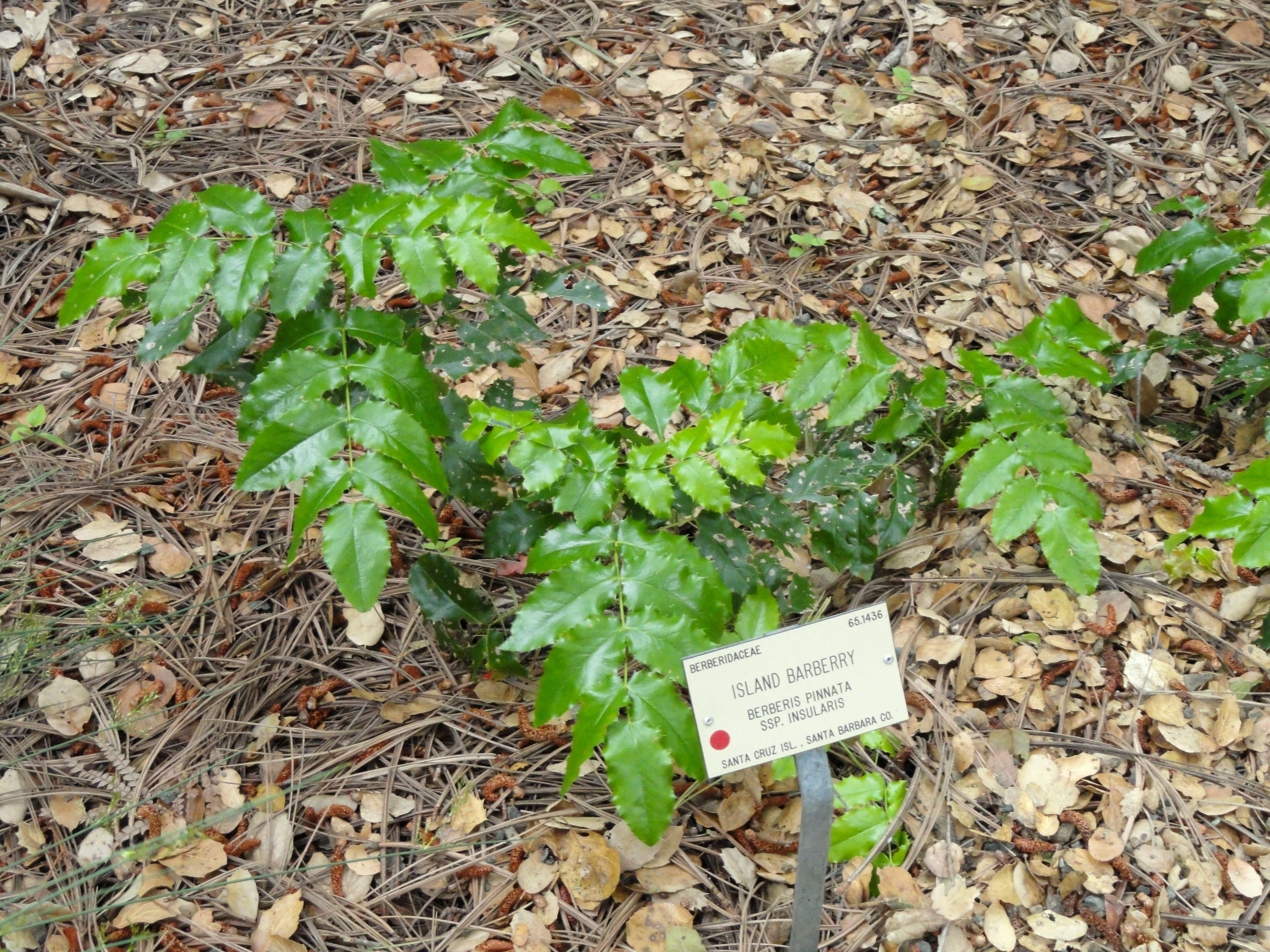 Image of wavyleaf barberry