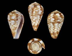 Image of Conus lobitensis Kaicher 1977