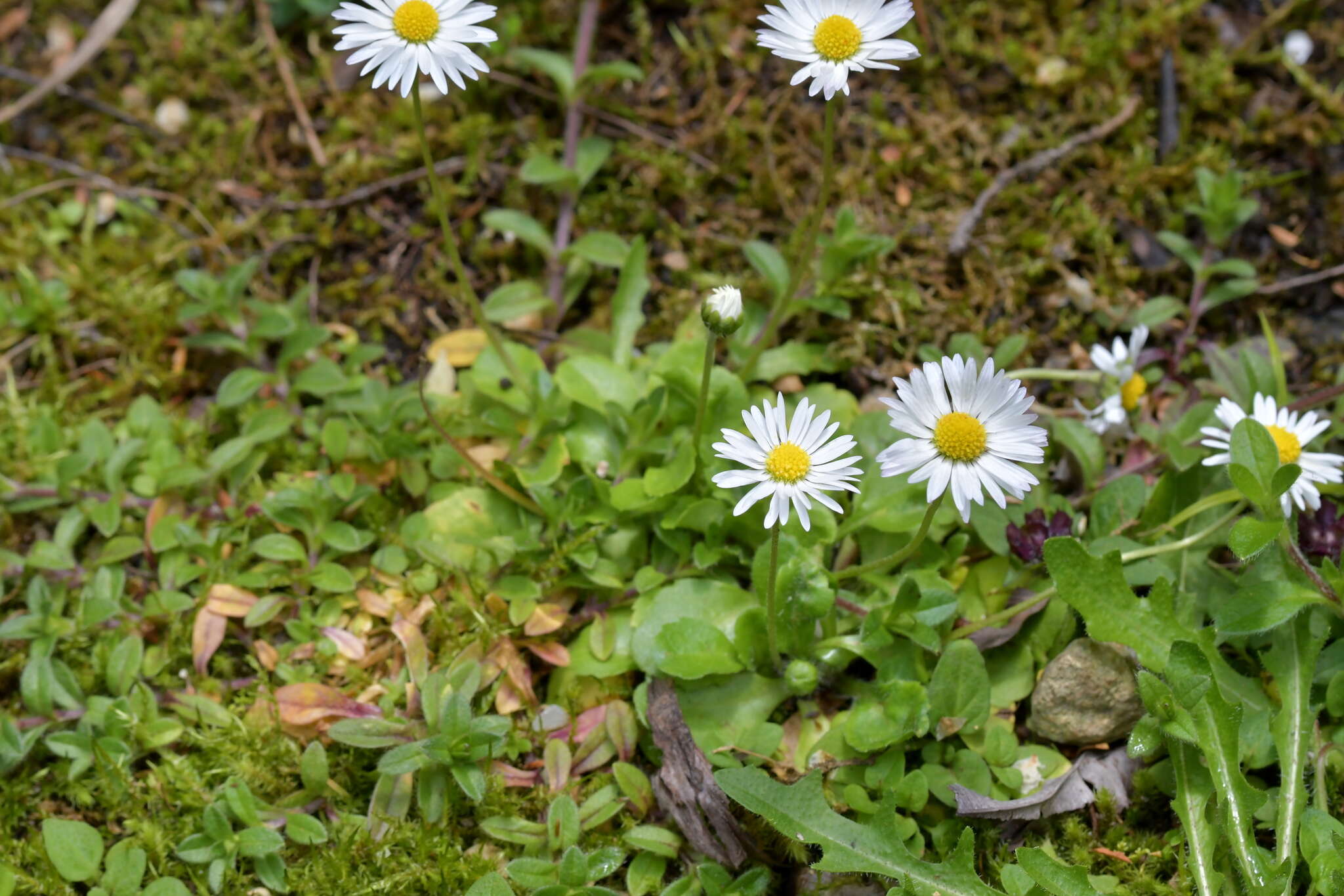 Image of Daisy