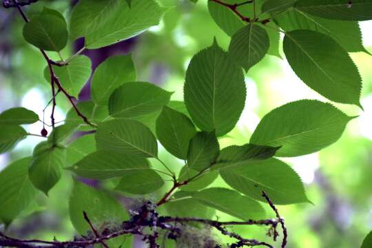 Image of gean, wild cherry