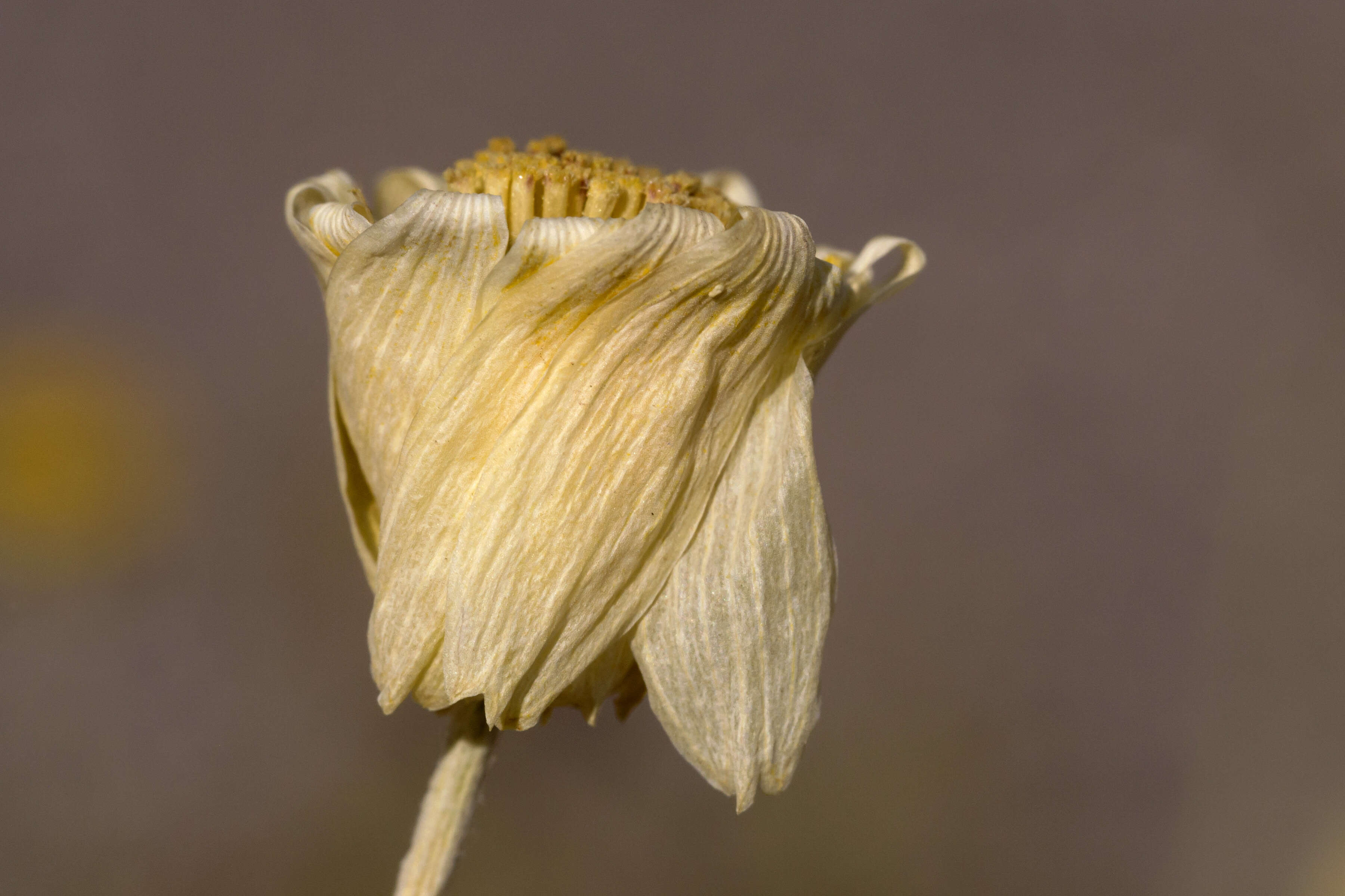 Image of desert marigold