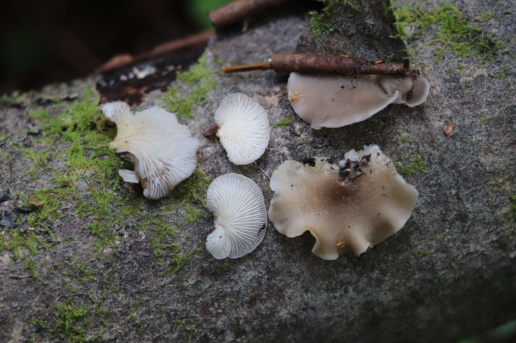 Image of Crepidotus mollis (Schaeff.) Staude 1857