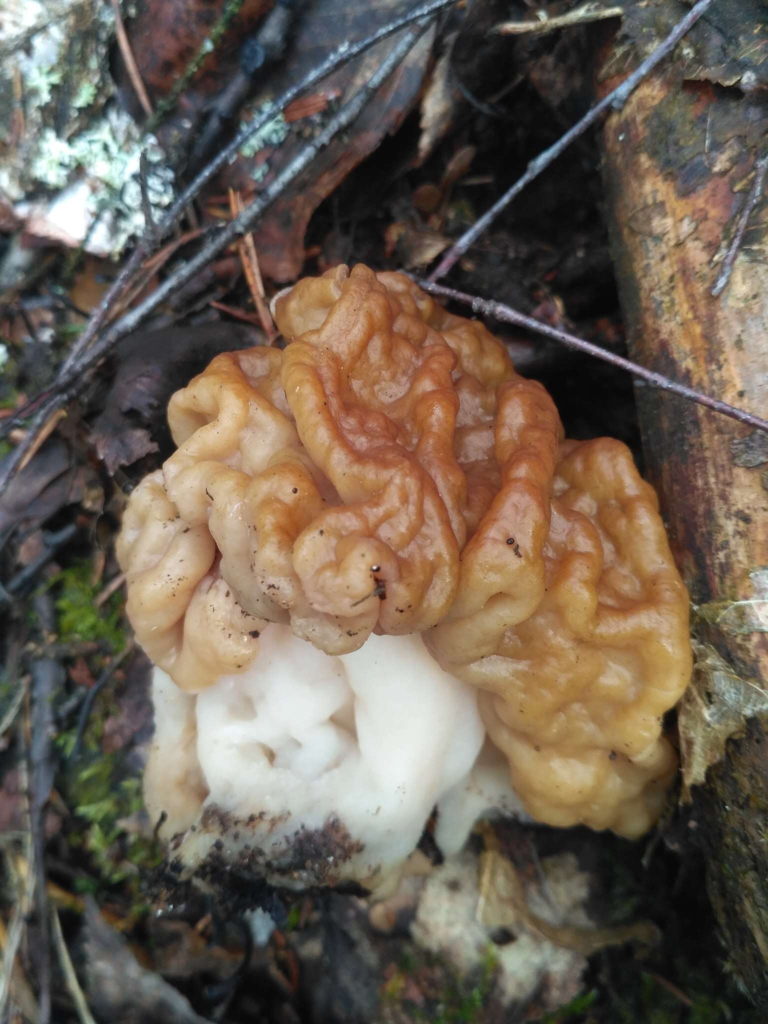 Plancia ëd Gyromitra gigas (Krombh.) Cooke 1878