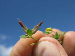 Image of hairy bird's-foot trefoil