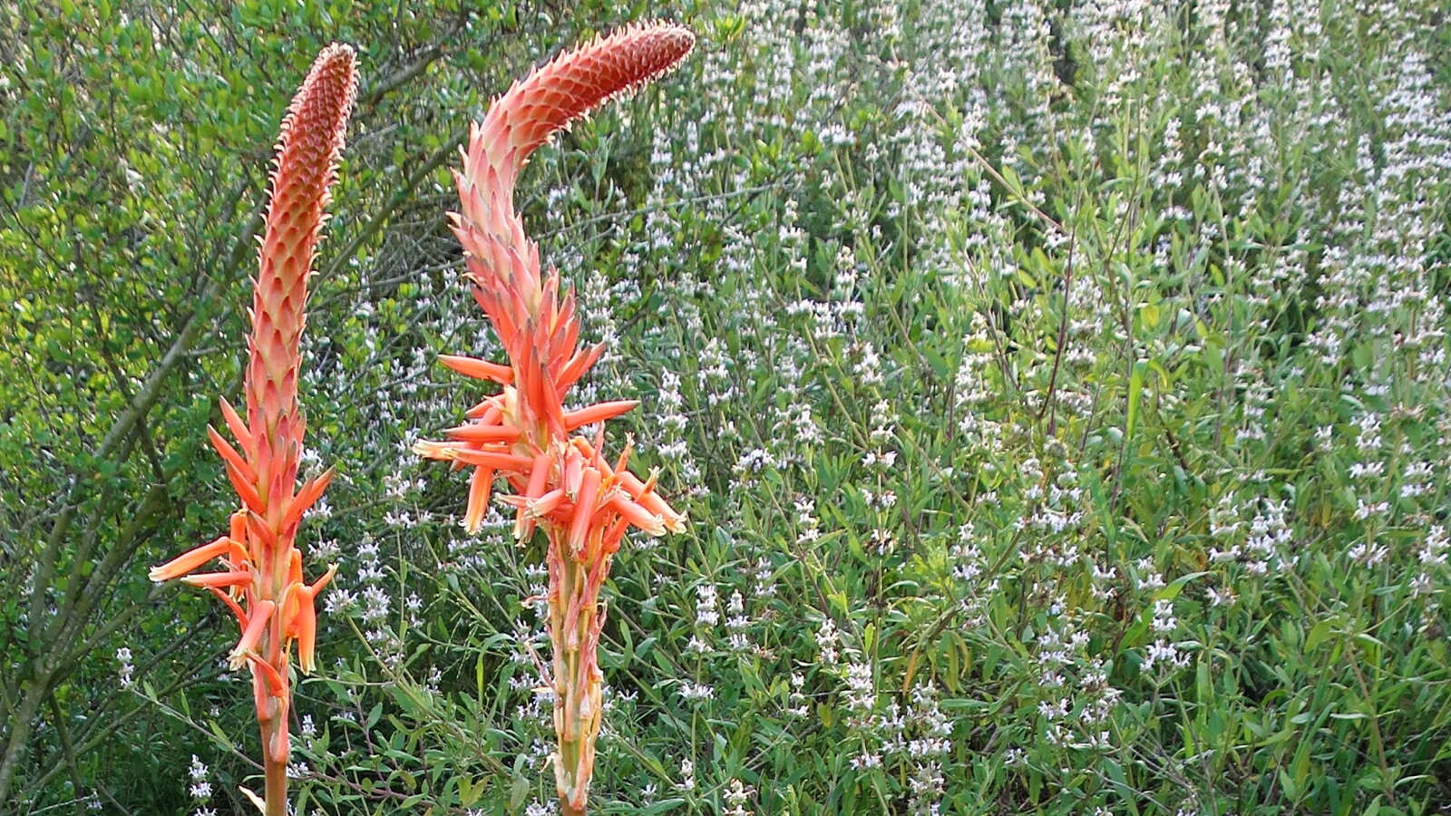 Image of black sage