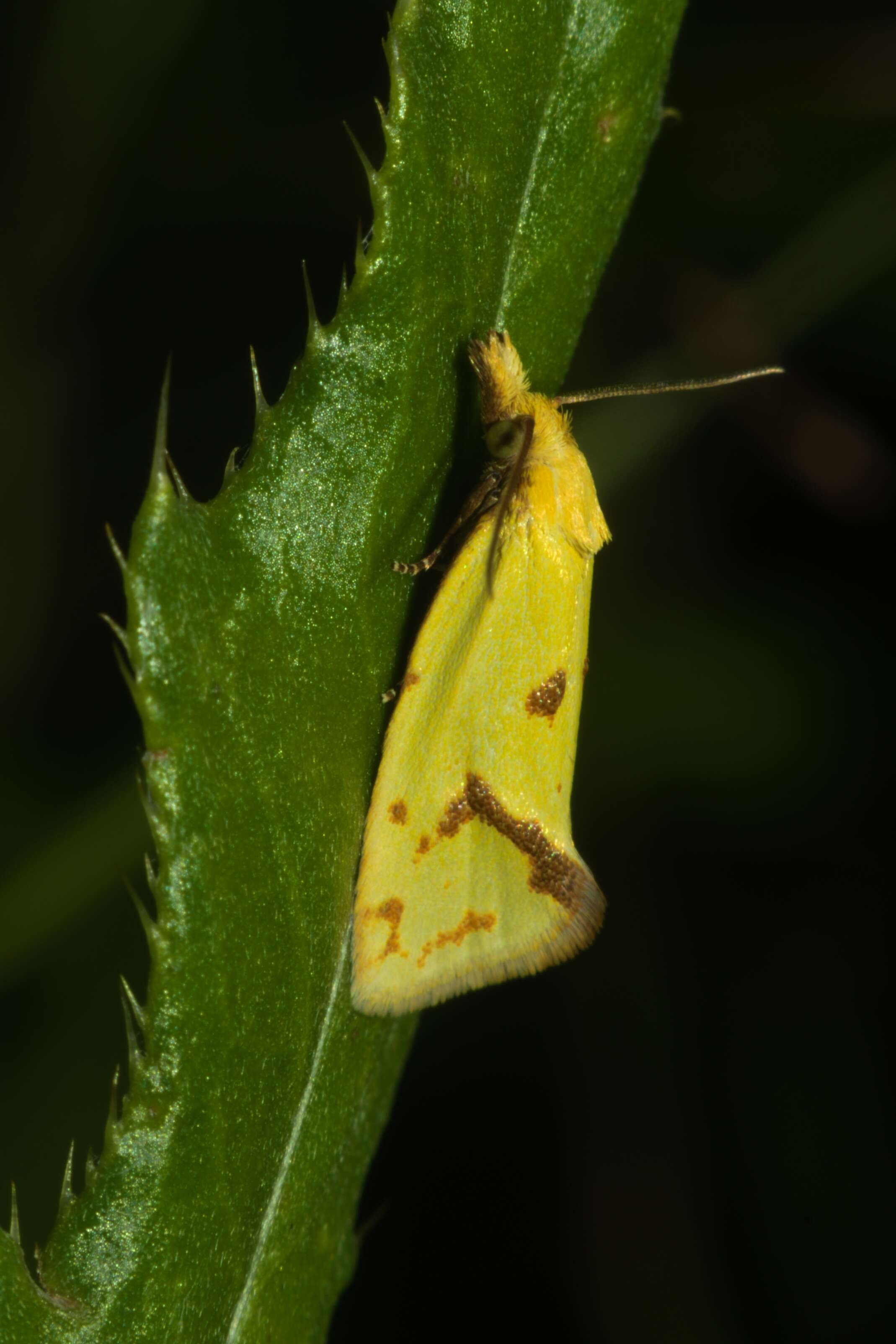 Image of Agapeta