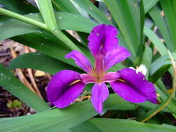 Image of Dixie iris