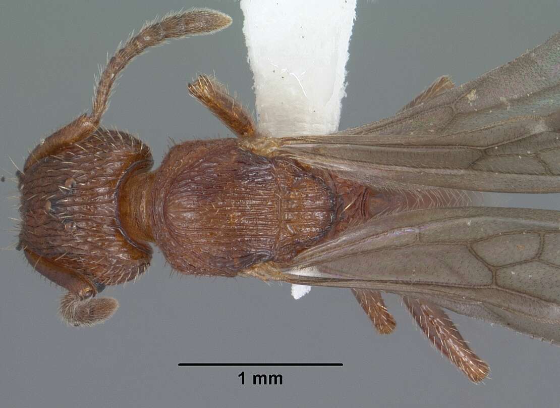 Image of Tetramorium hispidum (Wheeler 1915)