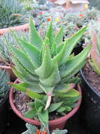 Слика од Aloe perfoliata L.