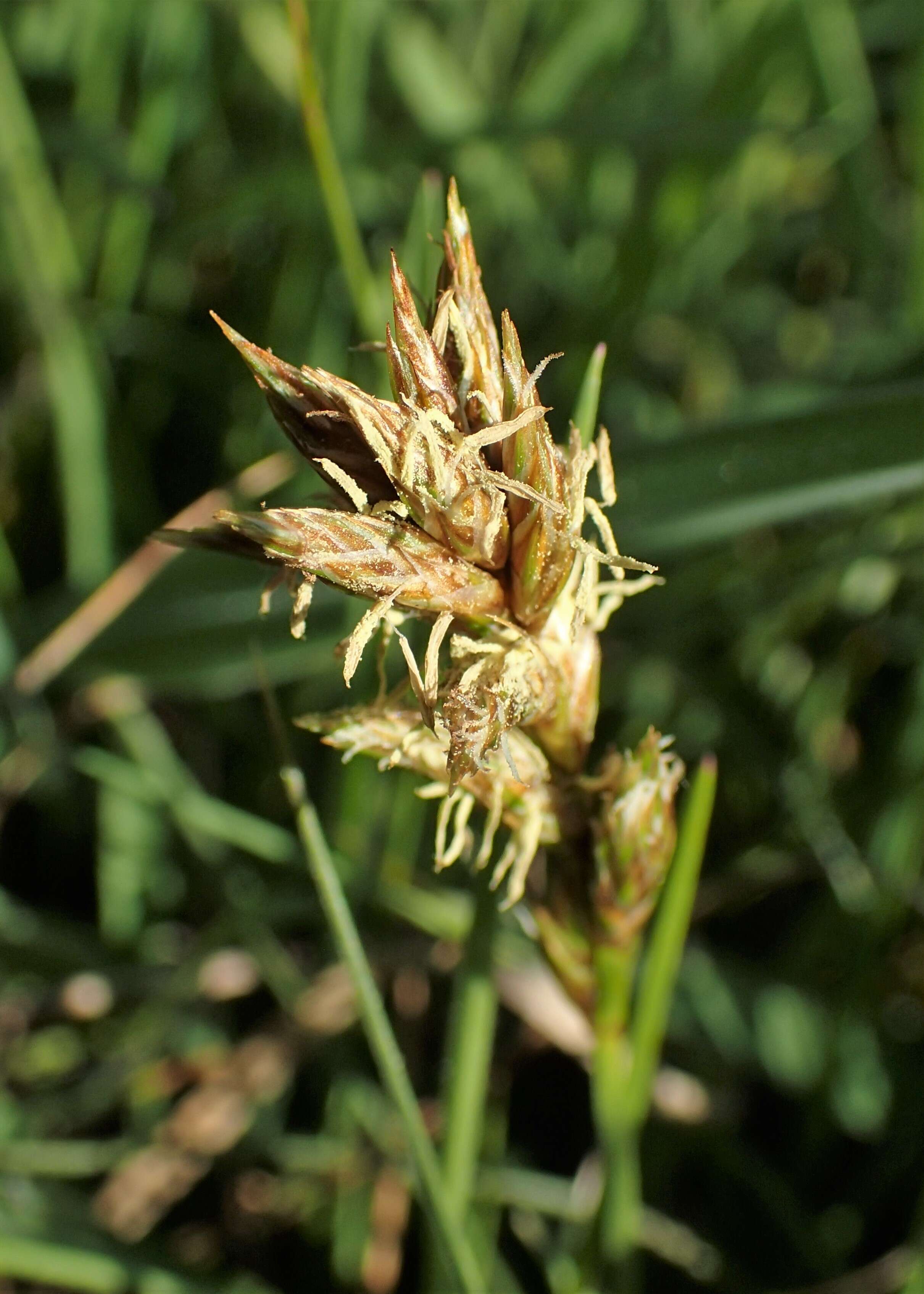 Image of Flat-sedge