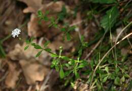 Imagem de Asperula involucrata Wahlenb.