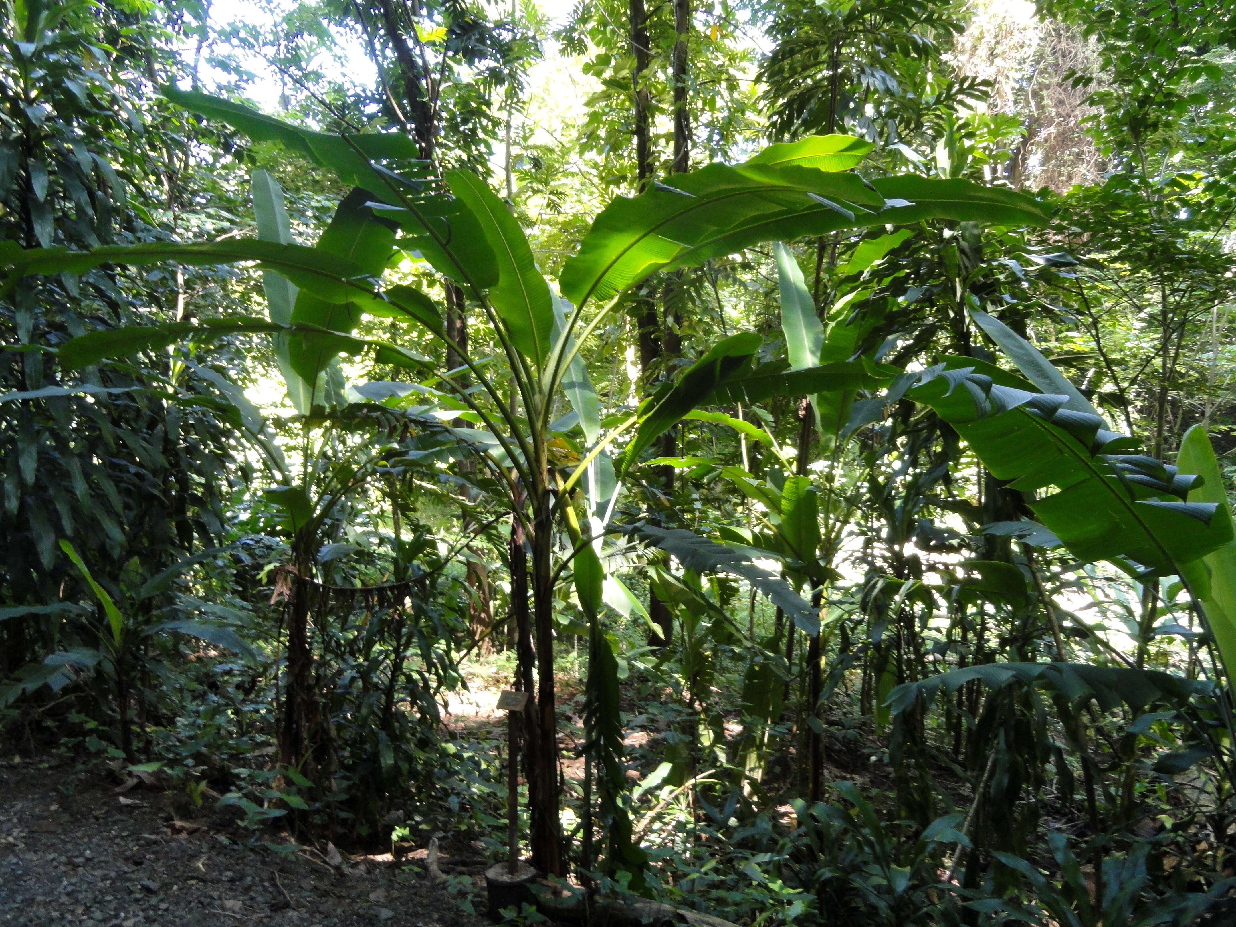 Image of hairy banana