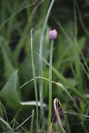 Image of wild chives