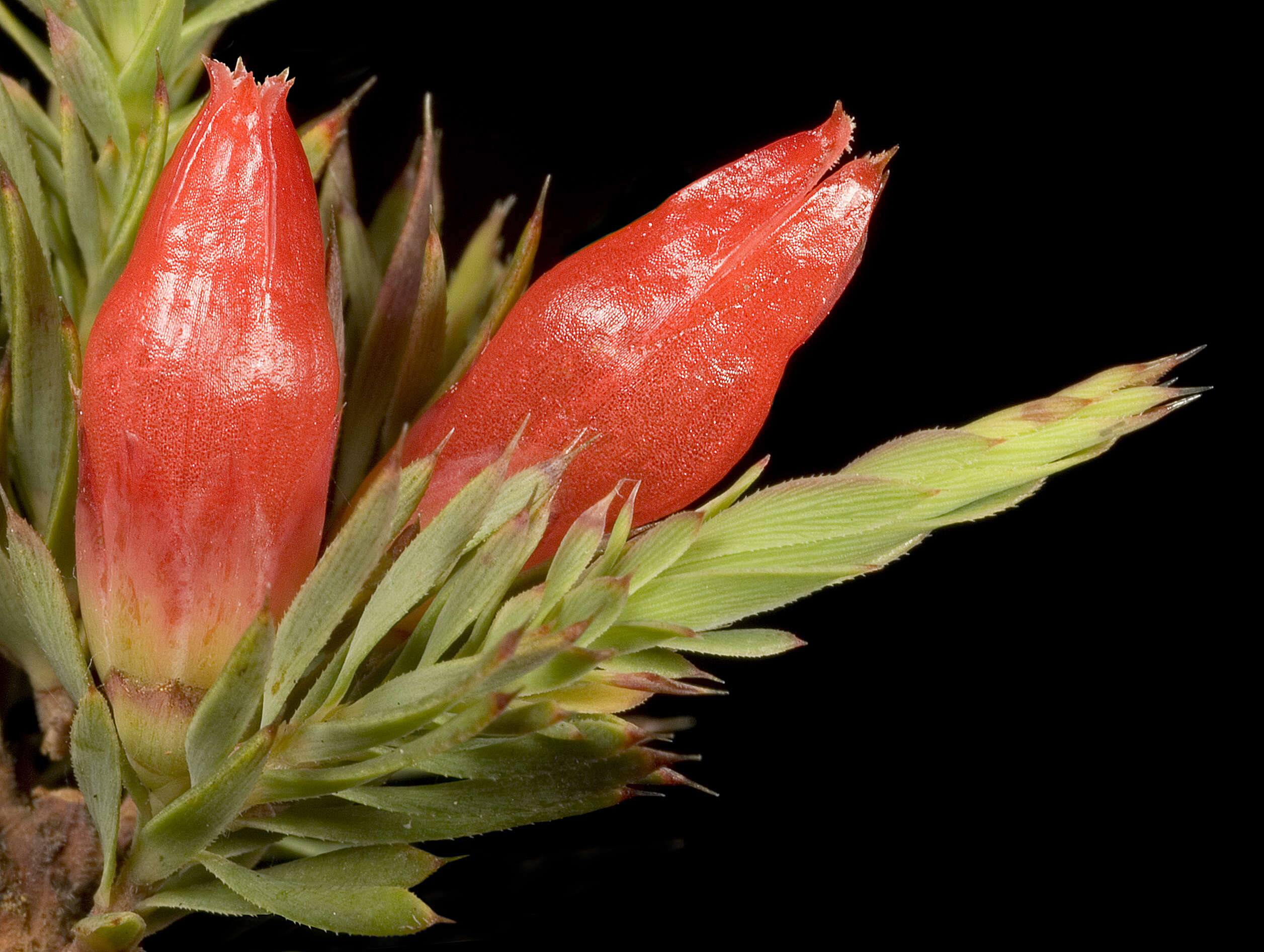 صورة Styphelia tortifolia
