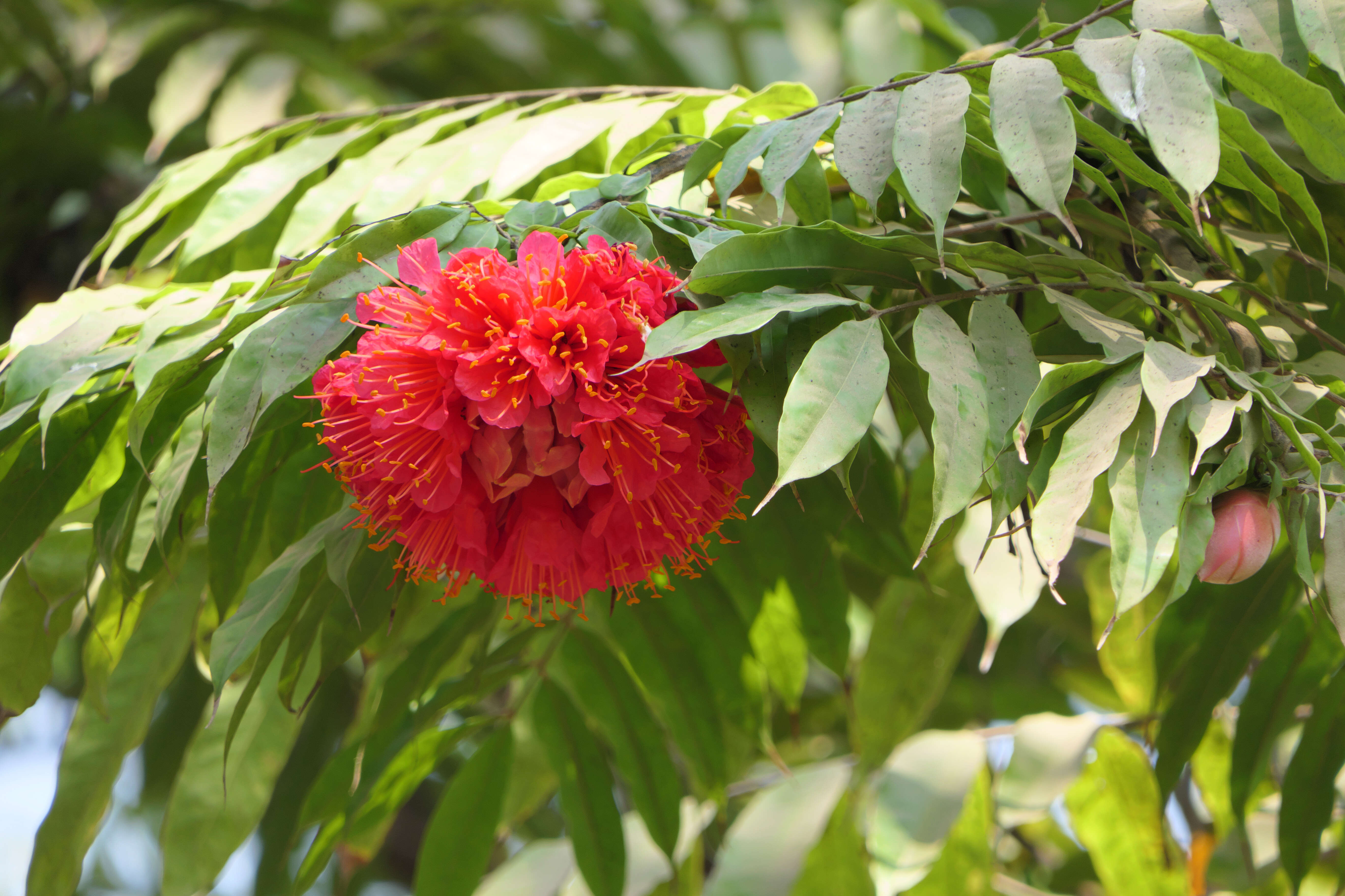 Image de Brownea coccinea Jacq.